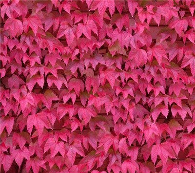 Plantez Des Graines De Lierre Grimpant Pour Un Beau Jardin Rose Ensemble De 100 Pièces