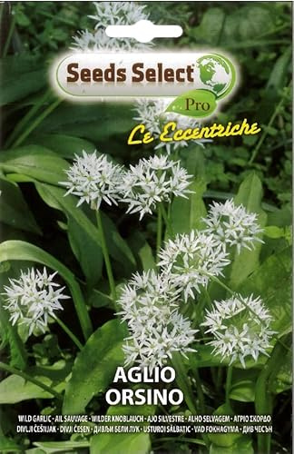 SEMI SEMENTI DI AGLIO ORSINO IN BUSTINA