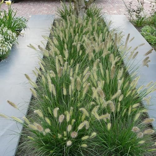 4 x Lampenputzergras Little Bunny XL – Pennisetum 'Little Bunny' – Winterhartes Ziergras im 2L Topf (10-20 cm Höhe) – Kompakt & Pflegeleicht