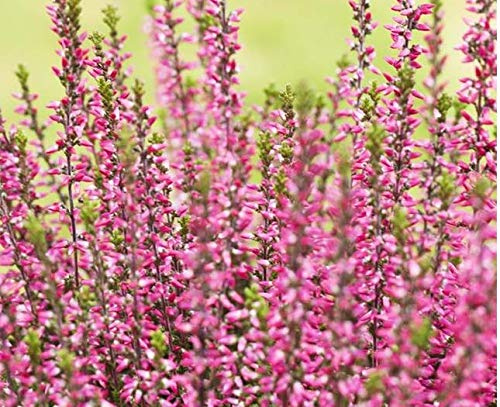 Calluna vulgaris 'Athene' 11 cm Topf – Winterhart, Immergrün, Pflegeleicht – Besenheide – Bodendecker für Beet & Kübel
