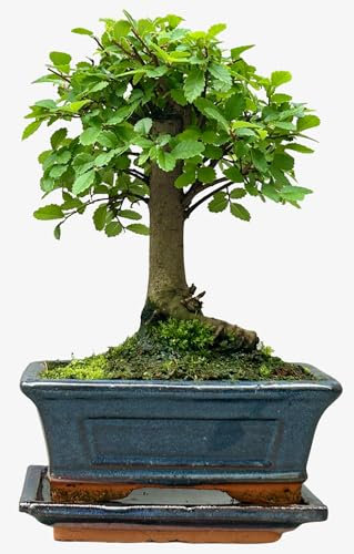 Bonsai Chinese Elm in Ceramic with Saucer House Plant Bonsai Tree Houseplant Plants Easy to Grow Your Own 1x 12cm Potted Plant