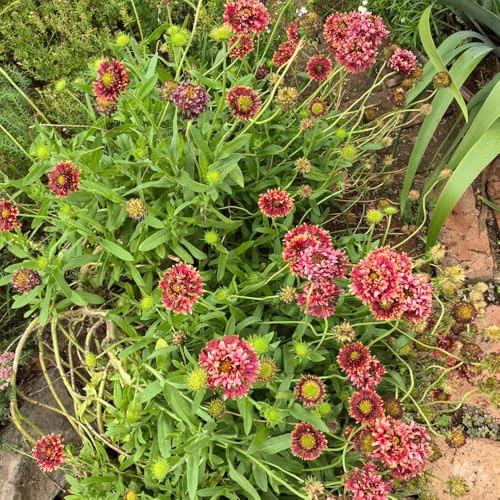 Gaillardia pulchella, Kokardenblume Staude Winterhart, alte sorten steingartenpflanzen winterhart geschenke für gartenliebhaber hochbeet garten 200Samen