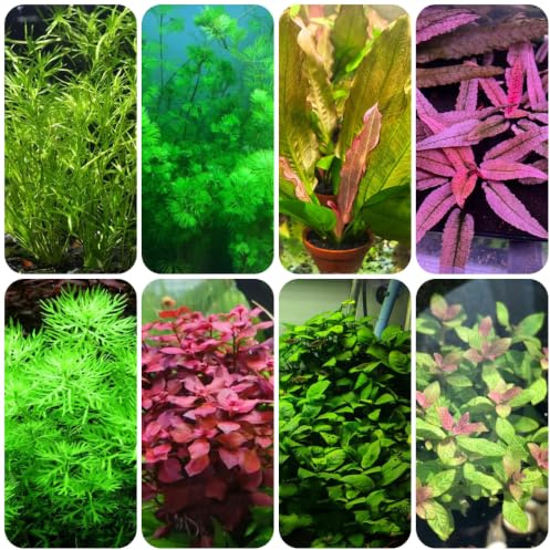 wassersamen teich - aquarium luftreinigende seltene zimmerbonsai 420pcs