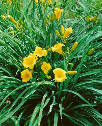 Hemerocallis x cult. 'Mini Stella' 11x11 cm Topf – Winterhart, Mehrjährig, Pflegeleicht – Taglilie – Staude für Beet & Garten