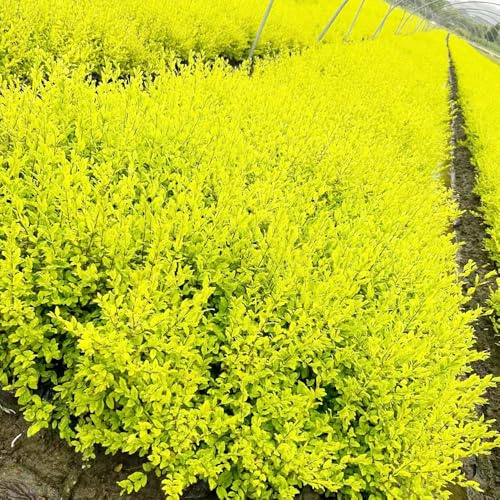 Semi di siepe di ligustro, decorazioni da giardino per esterni per giardinieri resistenti giardini rocciosi arbusti sempreverdi, resistenti all'inverno giardino arbusti 80pcs