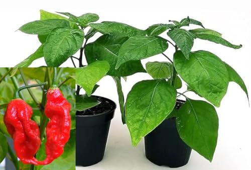 POWERS TO FLOWERS - PEPERONCINO PICCANTE NAGA MORICH RED BIO, 2 PIANTE, Vaso 10cm, piante vere