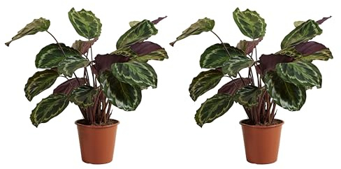 Bloomique - Set di 2 - Calathea Medallion - Pianta di pavone - Piante da appartamento - Purifica l'aria - Adatto agli animali domestici - Altezza 70-90 cm - Vaso 19 cm
