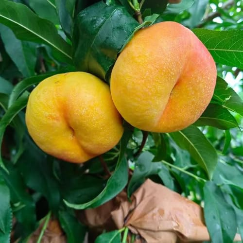 Semi di nettarina, semi di esotiche da frutto da frutto colonnari resistenti regali per giardinieri vecchie varietà giardino roccioso 15pcs