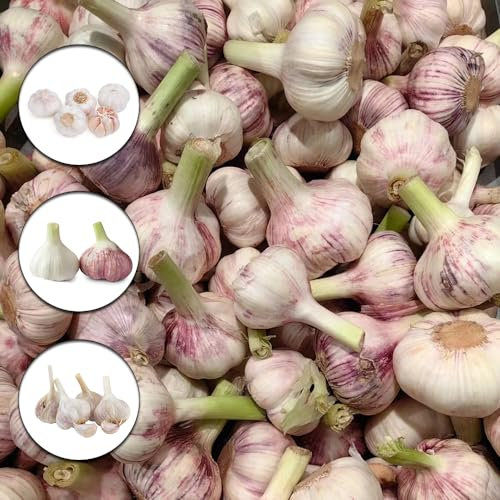 6 pcs pflanzknoblauch zwiebeln,Hydrokultur küchenkräuter bonsai topf balkonpflanzen knoblauch knollen zum pflanzen garlic, dekoration wohnzimmer hochbeet kaufen gemüsepflanzen zimmerpflanze