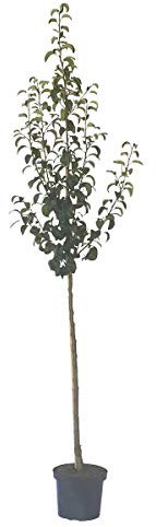 Birnenbaum Conference robuste Herbstbirne Halbstamm 150-170 cm im 10 Liter Topf Unterlage Slg.