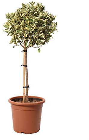 KENTIS - Euonymus Japonicus Bravo - Plantes d'Extérieur - Plantes de Haie - 1/4 Tronc H 80-100 cm Pot Ø 24 cm