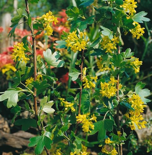 Ribes alpinum 60–100 cm – Winterhart, Mehrjährig, Pflegeleicht – Alpen-Johannisbeere – Heckenpflanze für Garten & Sichtschutz