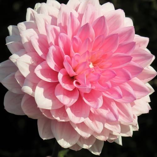 Dahlia tubers UK Hardy—Dahlia Bulbs Plants—Strong Plants That Grow Well—Mix Golden Jade Carving Feels Perfect-2 Bulbs-F