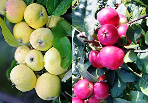 Duo Apfel Kitajka, Zwei Sorten Mini-Apfel Baum Uralskaj Nalivnaj + Red Kitajka
