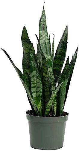 American Plant Exchange Snake Plant–Medium 6-Inch Pot Green Sansevieria Zeylanica, Low-Maintenance, Air-Purifying Live Houseplant for Home, Office, or Outdoor Garden Décor–Great Gift for Plant Lovers