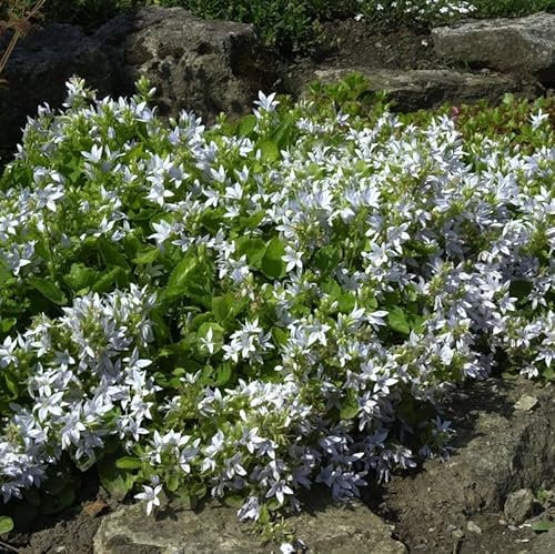 Glockenblume weiß - Campanula poscharskyana
