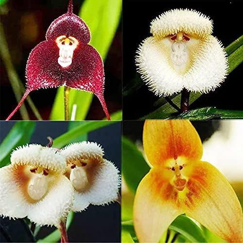 100 semi di orchidea con faccia di scimmia