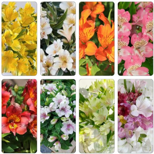 alstroemeria semillas de decoración de sala estar semillas siembra otoño, jardín interior 500pcs