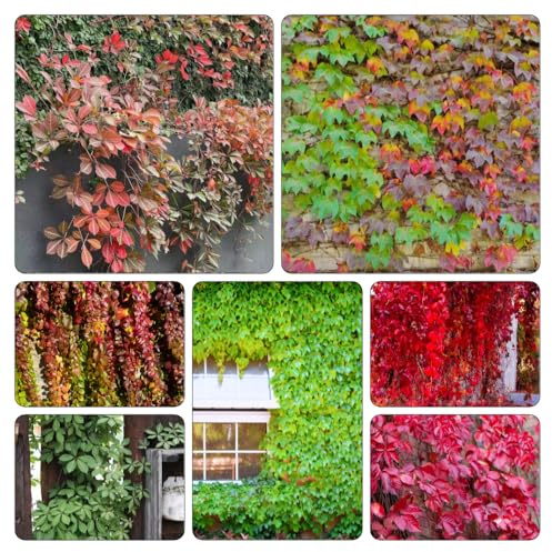 semi Parthenocissus tricuspidata - verdi giardino resistenti esterno vaso giardino balcone resistenti interno vaso Parthenocissus 850pcs