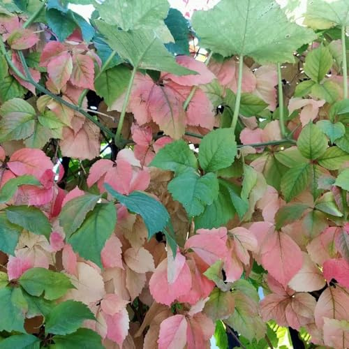 vite vergine - parthenocissus tricuspidata rampicante sempreverde e 300semi