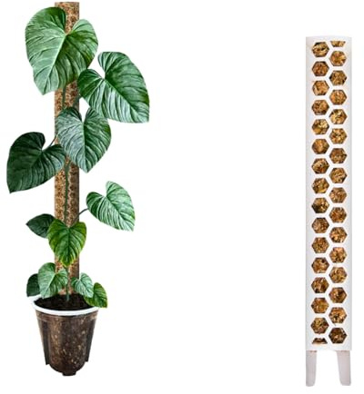 Nils der Pflanzenfreund PlantScraper Bâton de mousse 30 cm (S) / 10 pièces/blanc | Tige de plante | Tuteur de mousse extensible | Bâtons de mousse | Plant Pole Indoor | Bâton de mousse pour Monstera