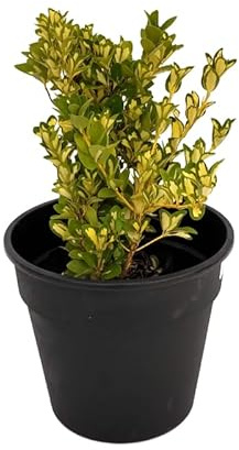 Euonymus Japonicus Aureus Arbusto Variegado Natural Follaje Verde y Dorado Ideal para Setos