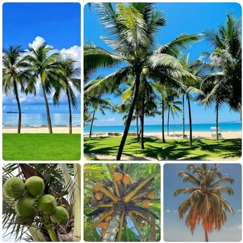 semi di palma da cocco, esotici Cocos nucifera, semi di esotiche Le da balcone sono da balcone 10pcs