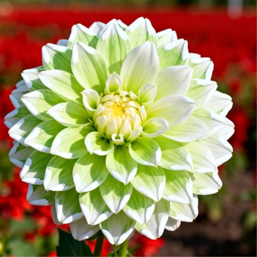 ¡Decoración de jardín! Dalias - Florecen en primavera, verano y otoño - Crean un mar de flores-10 PCS-B