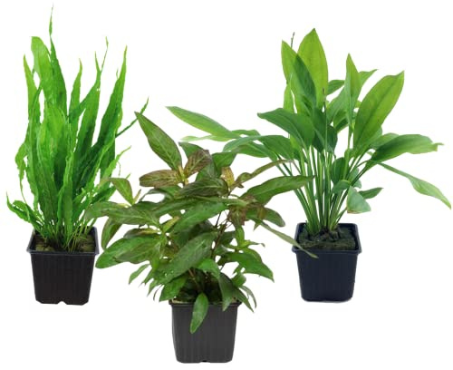 AquaOne Aquarium Pflanzen 3X Mutterpflanzen XL Set mit 3 Wasserpflanzen | Echinodorus grisebachii Microsorum pteropus Hygrophila corymbosa