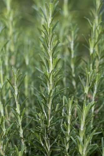 Rosmarinus officinalis 'Arp' 9x9 cm Topf – Winterhart, Immergrün, Mehrjährig – Rosmarin – Kräuterpflanze für Balkon & Garten