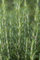 Rosmarinus officinalis 'Arp' 9x9 cm Topf – Winterhart, Immergrün, Mehrjährig – Rosmarin – Kräuterpflanze für Balkon & Garten