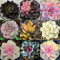 Coloridas Semillas Suculentas Suculentas Plantas Reales Plantas de Interior Balcón Semillas Suculentas Semillas Bonsai Mini Suculentas Reales Para Decorar Jardines 500 Piezas