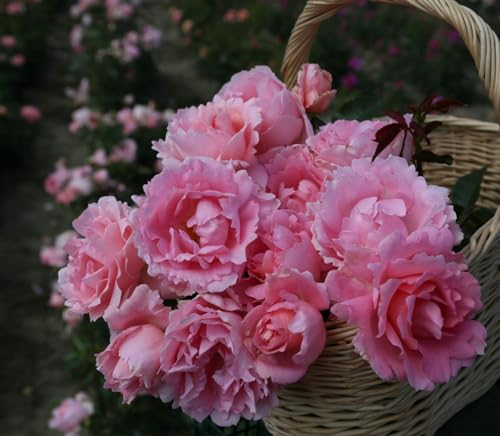 Rosa 'Poetry' 90 cm Stammhöhe – Winterhart, Mehrjährig – Edelrose – Hochstammrose für Kübel & Beet