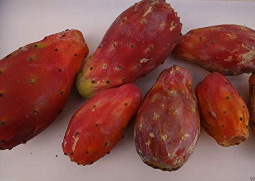 Graines d'Opuntia Ficus Indica rouge, Nopal, Tuna Roja, Fruit de figue de Barbarie de cactus paquet de 100 graines