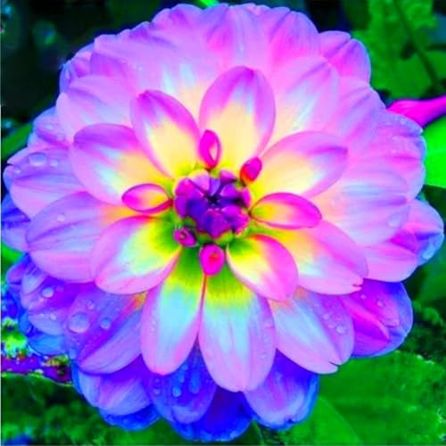 Seltene, Exotisch, Mysteriöse magische Glühbirne, Mehrjährige Blumenzwiebel ist winterhart, Winterhart pflanzen, Lebende Pflanzen, Blumenzwiebel Mix-2 Dahlien knollen
