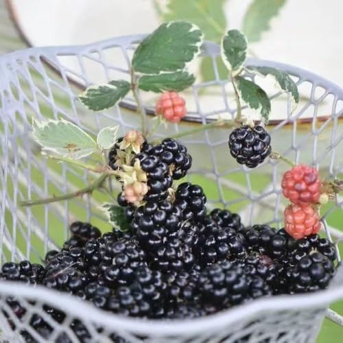 brombeeren obstsamen winterharte stauden mehrjährig, bonsai topf balkon hochbeet säulenobstbäume säulenobst winterhart, dekopflanzen winterharte für garten, 550samen