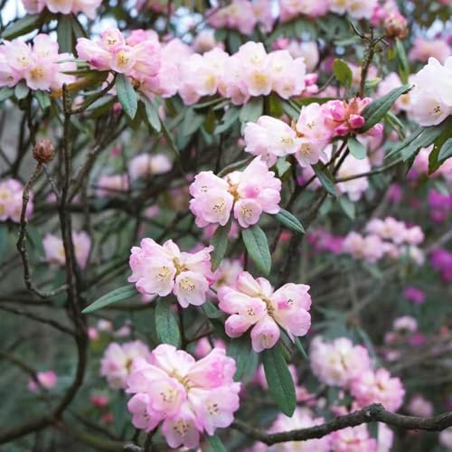 semillas resistentes de azalea - Decoración jardín exteriores balcones perennes 200pcs