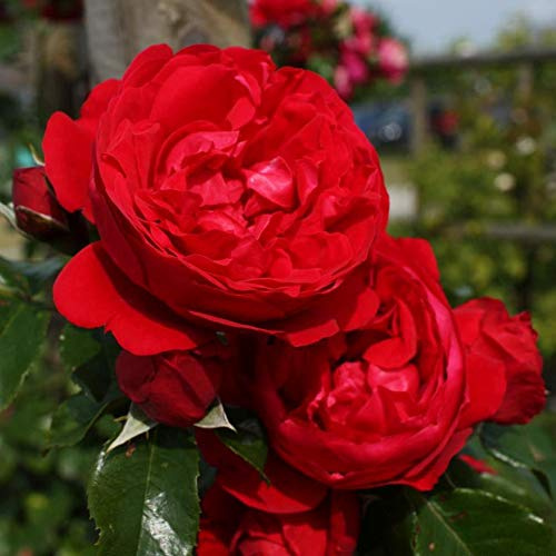 Kletterrose 'Florentina'®, rote Buschrose, wurzelnackt, winterhart, robust, mehrjährig, Qualität aus Müllers Baumschule, inkl. Pflanz- und Pflegeanleitung