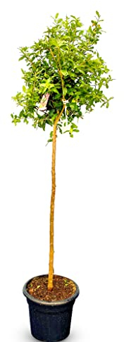 Sunny Tree - Granatapfelbaum - Winterhart - Obstbaum - Punica Granatum - Hohe 160 zentimeter - A+ ware