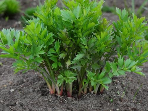 Buy4seeds 40 Lovage Seeds - Celery Like Herb Easy to Grow Garden