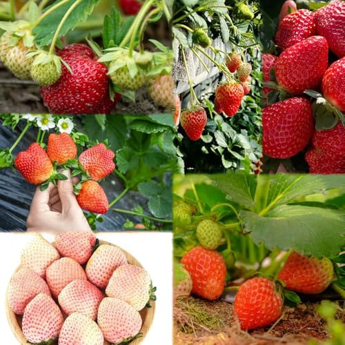 40 piezas semillas fresas semillas exóticas de balcón resistentes, de exóticas resistentes, orgánicas, bancal