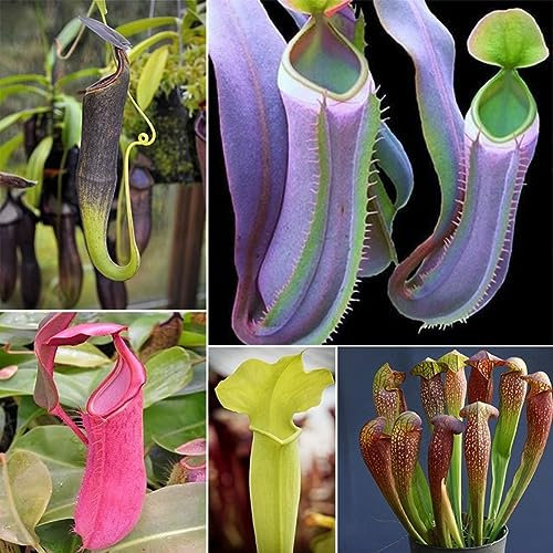 PERZOE 20 Stück Nepenthes-Samen, Garten-Balkondach-Bonsai fleischfressende Kannenpflanzen blau (20ST) Nepenthes-Samen