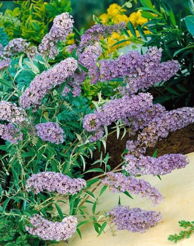 Buddleja davidii 'Sophie' 40–60 cm – Winterhart, Mehrjährig, Pflegeleicht – Schmetterlingsflieder – Zierstrauch für Garten & Terrasse