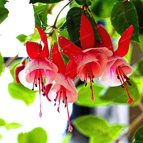 Seeds. Viola Double petals fuchsia bonsai in bonsai of the flower in potted potty plants fuchsia flowers of the garden Seeds50 pc/bag: 4: Only seeds