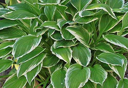 Home Comforts Leaf Plantain Lily Green Hostas White-20 Inch By 30 Inch Laminated Poster With Bright Colors And Vivid Imagery-Fits Perfectly In Many Attractive Frames