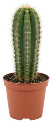 DECOALIVE Cactus Pequeño Complemento Natural Para Tu Ordenador y Oficina en Casa