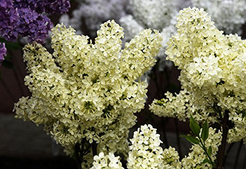 Flieder hellgelbe Blüte Edelflieder Primrose Syringa vulgaris Primrose 40-60 cm hoch