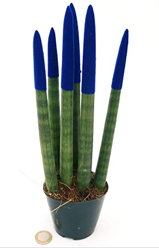 POWERS TO FLOWERS - SANSEVERIA CILINDRICA COLOR LIFE BLU, ALTEZZA 25/30CM, pianta vera
