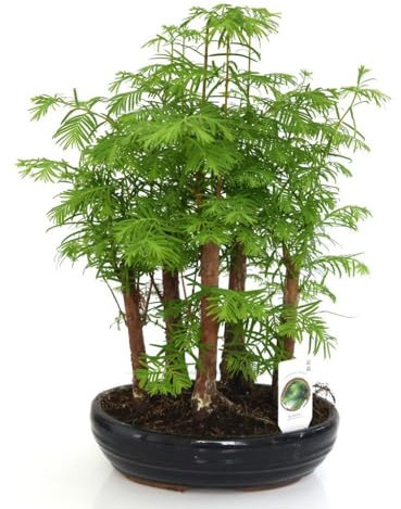 Bonsai Metasequoia Forest in Oval Ceramic Pot - Multiple Stem Miniature Trees for Bonsai Enthusiasts and Beginners – 1x 15cm Potted Plant by Thompson & Morgan