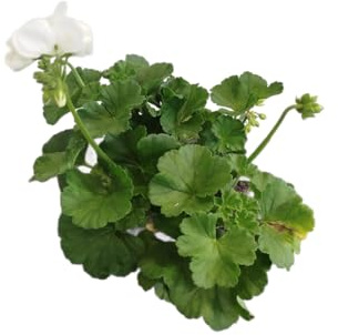 Geranio Natural con Flores Blancas DECOALIVE – Planta Viva para Exterior – Fácil de Cuidar
